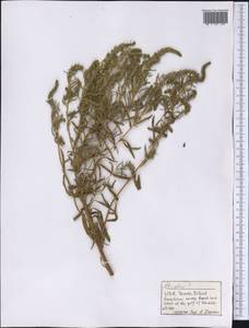 Magnoliopsida, America (AMER) (United States)