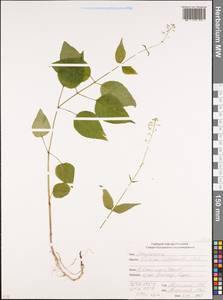 Circaea ×intermedia Ehrh., Caucasus, South Ossetia (K4b) (South Ossetia)