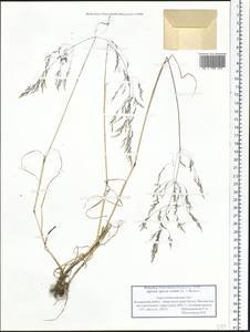 Apera spica-venti (L.) P.Beauv., Siberia, Western Siberia (S1) (Russia)
