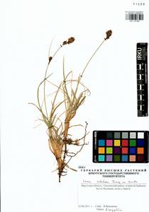 Carex sabulosa Turcz. ex Kunth, Siberia, Baikal & Transbaikal region (S4) (Russia)