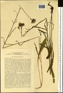 Saussurea amurensis Turcz. ex DC., Siberia, Russian Far East (S6) (Russia)