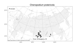 Chenopodium pratericola Rydb., Atlas of the Russian Flora (FLORUS) (Russia)
