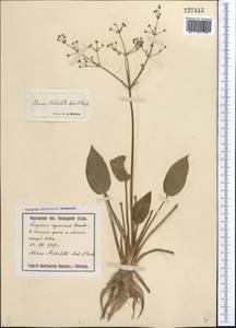 Alisma plantago-aquatica L., Middle Asia, Syr-Darian deserts & Kyzylkum (M7) (Uzbekistan)