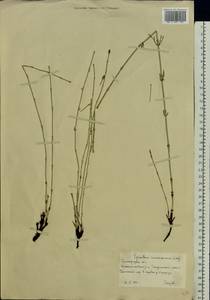 Equisetum ramosissimum Desf., Eastern Europe, Lower Volga region (E9) (Russia)