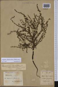 Lappula fruticulosa Ovczinnikova, Middle Asia, Northern & Central Kazakhstan (M10) (Kazakhstan)