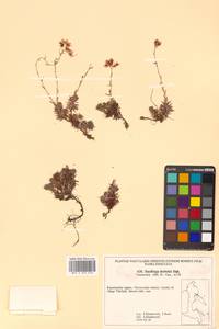 Saxifraga bronchialis subsp. bronchialis, Siberia, Chukotka & Kamchatka (S7) (Russia)