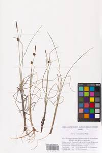 Carex rotundata Wahlenb., Eastern Europe, Northern region (E1) (Russia)