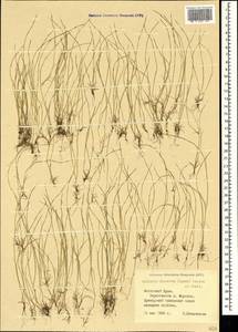 Festuca incurva (Gouan) Gutermann, Crimea (KRYM) (Russia)