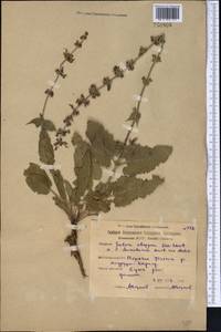 Salvia dumetorum Andrz. ex Besser, Middle Asia, Northern & Central Kazakhstan (M10) (Kazakhstan)