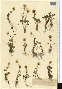 Ranunculus transiliensis Popov ex Gamajun., Middle Asia, Northern & Central Tian Shan (M4) (Kazakhstan)