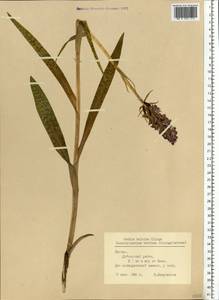 Dactylorhiza majalis subsp. baltica (Klinge) H.Sund., Eastern Europe, Latvia (E2b) (Latvia)