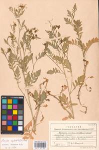 Rorippa sylvestris (L.) Besser, Eastern Europe, Moscow region (E4a) (Russia)