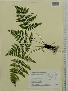 Dryopteris carthusiana (Vill.) H. P. Fuchs, Eastern Europe, Central region (E4) (Russia)