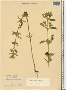 Marrubium peregrinum L., Caucasus, North Ossetia, Ingushetia & Chechnya (K1c) (Russia)