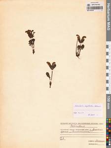 Pedicularis capitata Adams, Siberia, Chukotka & Kamchatka (S7) (Russia)