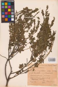 Chamaecytisus ruthenicus (Fisch. ex Woł.) Klásk., Eastern Europe, Central region (E4) (Russia)
