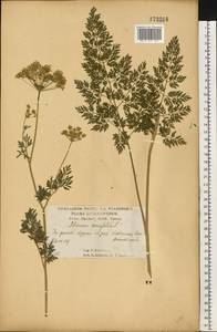 Selinum carvifolia (L.) L., Eastern Europe, Central forest-and-steppe region (E6) (Russia)