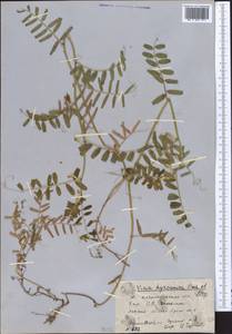 Vicia hyrcanica Fisch. & C.A.Mey., Middle Asia, Western Tian Shan & Karatau (M3) (Kazakhstan)