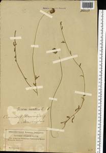 Jasione montana L., Eastern Europe, Western region (E3) (Russia)