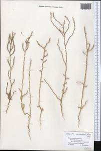 Ofaiston monandrum (Pall.) Moq., Middle Asia, Syr-Darian deserts & Kyzylkum (M7) (Kazakhstan)