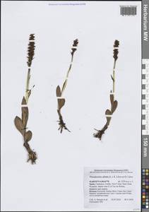 Pseudorchis albida (L.) Á.Löve & D.Löve, Western Europe (EUR) (Spain)