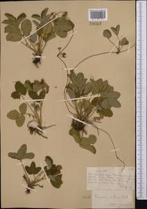 Fragaria viridis Duchesne, Middle Asia, Muyunkumy, Balkhash & Betpak-Dala (M9) (Kazakhstan)