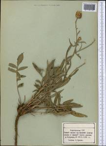 Centaurea, Middle Asia, Northern & Central Tian Shan (M4) (Kyrgyzstan)