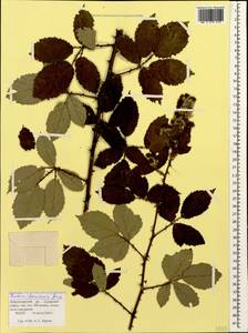 Rubus ibericus Juz., Caucasus, Black Sea Shore (from Novorossiysk to Adler) (K3) (Russia)