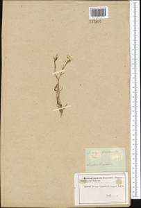 Leptaleum filifolium (Willd.) DC., Middle Asia, Karakum (M6) (Turkmenistan)
