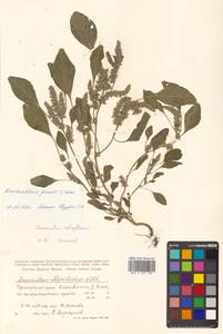 Amaranthus powellii S. Watson, Siberia, Russian Far East (S6) (Russia)