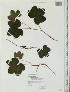 Rubus chamaemorus L., Eastern Europe, Western region (E3) (Russia)