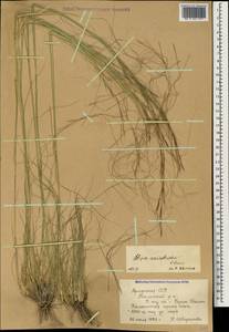 Stipa sareptana A.K.Becker, Caucasus, Armenia (K5) (Armenia)