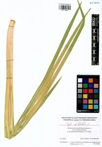 Typha latifolia L., Siberia, Russian Far East (S6) (Russia)