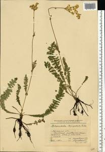 Filipendula vulgaris Moench, Eastern Europe, North Ukrainian region (E11) (Ukraine)