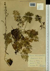 Artemisia tanacetifolia L., Siberia, Yakutia (S5) (Russia)