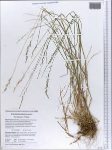 Poa nemoralis L., Eastern Europe, Northern region (E1) (Russia)