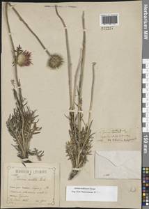 Jurinea ledebourii Bunge, Eastern Europe, Central forest-and-steppe region (E6) (Russia)