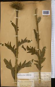 Rhaponticum carthamoides subsp. carthamoides, Middle Asia, Dzungarian Alatau & Tarbagatai (M5) (Kazakhstan)