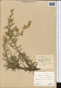 Convolvulus fruticosus Pall., Middle Asia, Caspian Ustyurt & Northern Aralia (M8) (Kazakhstan)