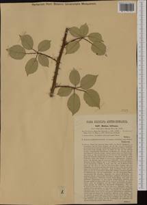 Rubus bifrons Vest ex Tratt., Western Europe (EUR) (Austria)