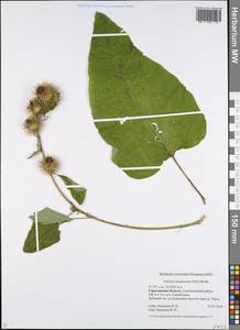 Arctium nemorosum Lej., Eastern Europe, Lower Volga region (E9) (Russia)