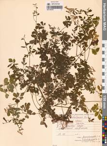 Corydalis ochotensis Turcz., Siberia, Russian Far East (S6) (Russia)