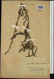 Achillea ptarmicoides Maxim., Siberia, Russian Far East (S6) (Russia)