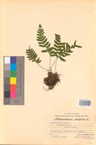 Polypodium vulgare L., Eastern Europe, West Ukrainian region (E13) (Ukraine)