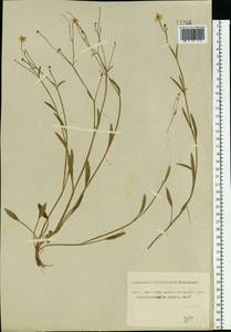 Ranunculus flammula L., Eastern Europe, Central forest region (E5) (Russia)