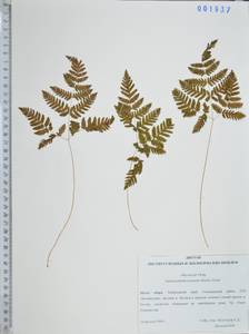 Gymnocarpium jessoense (Koidz.) Koidz., Siberia, Russian Far East (S6) (Russia)