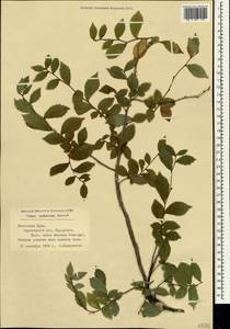 Ulmus minor subsp. minor, Crimea (KRYM) (Russia)
