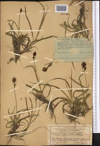 Carex melanantha C.A.Mey., Middle Asia, Western Tian Shan & Karatau (M3) (Kazakhstan)
