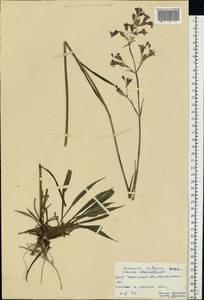 Viscaria vulgaris Röhl., Eastern Europe, South Ukrainian region (E12) (Ukraine)
