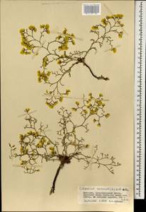 Limonium aureum (L.) Chaz., Mongolia (MONG) (Mongolia)